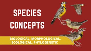 SPECIES CONCEPTS BIOLOGICAL MORPHOLOGICAL ECOLOGICAL PHYLOGENETIC [upl. by Newmann770]