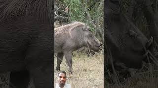 Jungali suar dukkar animals krugernationalpark wildlife [upl. by Huggins]