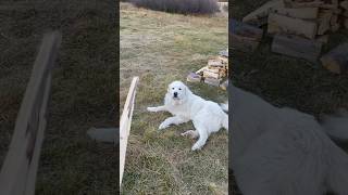 Training the Great Pyrenees to fetch day 900… [upl. by Lilaj]