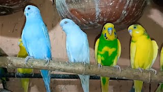 Parakeets Singing [upl. by Faustina772]