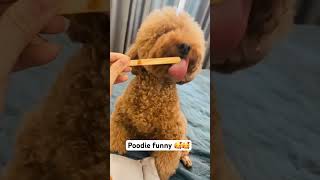 Poodie pets funny 🥰🥰 shortsviral dog cutedog funny shortsvideo [upl. by Tierney]