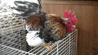 Baron the serama rooster dancing [upl. by Willumsen]