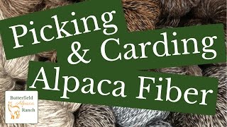 Picking amp Carding Alpaca Fiber Fleece [upl. by Oshinski231]