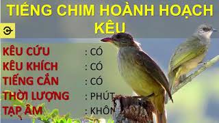 Tiếng hoành hoạch kêu CHUẨN nhử mồi đánh chim sập bẫy Hoành hoạch mồi chuẩn [upl. by Vandervelde]