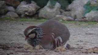 PERDIZ ROJA  REDLEGGED PARTRIDGE [upl. by Hola]