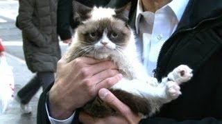 Grumpy Cat Interview 2013 on GMA No Meme Felines Exclusive Video [upl. by Eromle295]