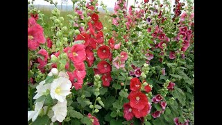 685  HOLLYHOCKS  Complete information  Grow Care amp Seed collection Hindi Urdu 19318 [upl. by Einallem670]