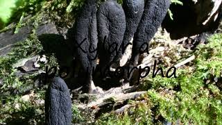 How to Pronounce Xylaria polymorpha [upl. by Ynned]