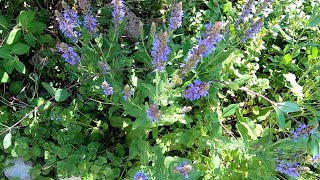 About Catmint [upl. by Oidale]