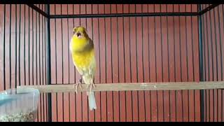 Best Canary Singing  Your canary will sing in 5 minutes [upl. by Libby]