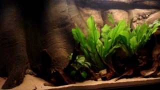 Wild Heckel Discus Biotope  720L [upl. by Lamee]