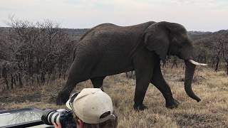 Nambiti Plains Lodge  Wildlife [upl. by Ettenel]