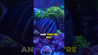 Worlds Largest AllInOne Aquarium World Wide Corals [upl. by Aneled]