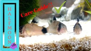 How to Care for Corydora Catfish [upl. by Esmerolda952]