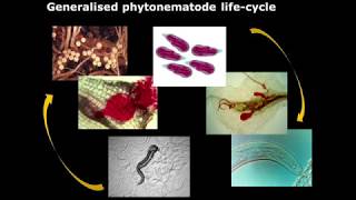 Biological control of nematodes [upl. by Ecined]