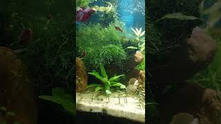 corydoras update bettafish breakfast in the tank [upl. by Dolhenty]