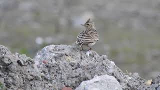 skowronek  Eurasian skylark  Alauda arvensis [upl. by Voccola]