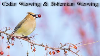 Cedar Waxwing and Bohemian Waxwing [upl. by Eatton]