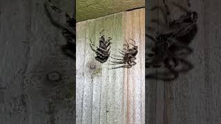 Walnut Orb Weaver Spiders Mating On Fence spiders arachnids nature [upl. by Alfonso]