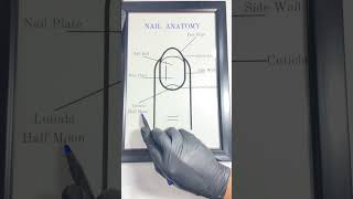 Nail anatomy nail academy basicnails beauty nailart nailtips [upl. by Aicats]