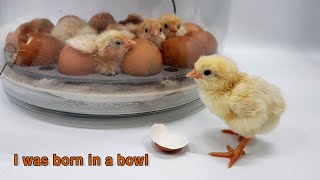 I was born in a bowl  Automatic chicken incubator [upl. by Jewett303]