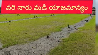 వరి నారు మడి యాజమాన్యం paddy nursery managementRabizinc farmingagriculturefarmeragro [upl. by Deach]