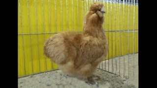 Seidenhühner mit Bart gelb Junggeflügelschau Hannover 2013 Silkie Poule Soie [upl. by Neom]