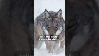 Why Wolves Are Tied to the Full Moon [upl. by Nichole]