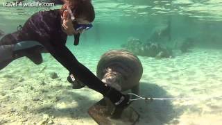 Baby manatee chewing on a snorkelers hand in Crystal River Florida [upl. by Acinemod]