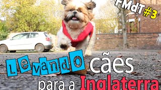 FMdT 3  Como levar cachorros para o exterior [upl. by Naillimxam263]