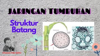 JARINGAN TUMBUHAN Struktur Batang [upl. by Tail]