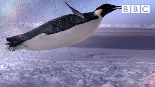 How does a penguin launch itself from the sea  The Wonder of Animals  BBC [upl. by Yekcim336]