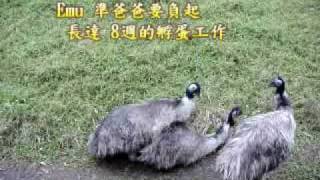 Emu pair mating at Taipei Zoo 臺北動物園的鴯鶓想當爸爸囉！ [upl. by Faires]