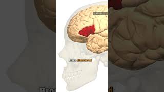 Types Of Aphasia Explained Aphasia Brain Neurology [upl. by Rengaw]