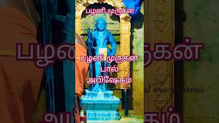 பழனி முருகன் பாலபிஷேகம் மற்றும் ராஜ அலங்காரம் trending devotionalsongs tamil murugan palani [upl. by Brittain991]