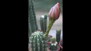 Trichocereus macrogonus x Echinopsis toralapana Hybrid [upl. by Oniger]