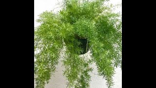 How to grow Beautiful Asparagus Fern [upl. by Pollerd]