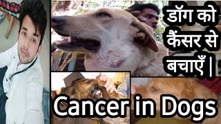 dog Cancer symptoms in hindi  Benign amp Malignant tumor  brain tumor in dogs  byTHE PET VISION [upl. by Solange823]