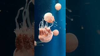 Rhizostome Jellyfish fish jellyfish shorts animals viralvideo beautifulJellyfish [upl. by Isleen]