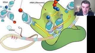 RNA translation [upl. by Feinberg]