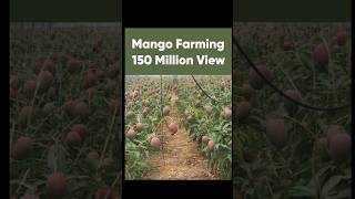 mango farming  Indian Farmer  yummyfarm  farmya  TechnicalFarming satisfying sorts ytshorts [upl. by Naic589]