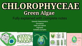 General characteristics of chlorophyceae l Chlorophyceae green Algae l chlorophyceae Bsc l year NEET [upl. by Livi]