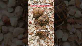 Snails Are Hermaphrodite  Facts About Snails Shorts [upl. by Bridie]