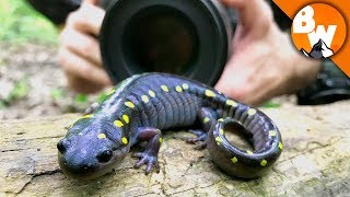 Salamander Smiles for Camera [upl. by Eniamrej]