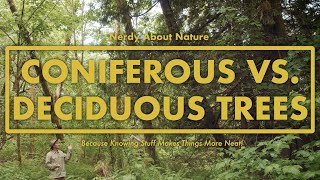 Coniferous VS Deciduous Trees  Whats the Difference  Nerdy About Nature [upl. by Minni]