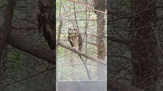 ShortEared Owl part 🦉 [upl. by Canada]