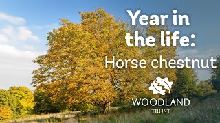 A year in the life of a horse chestnut tree [upl. by Gerrie]