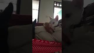 reel pets mascotas elenabr pets humor perros cat shorts viral parati parativiral tiktok [upl. by Okramed]