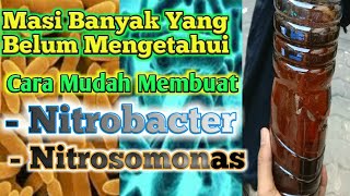 CARA Membuat NITROBACTER amp NITROSOMONAS❗❗ [upl. by Karalynn]