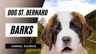 Dog St Bernard Barks  saint bernard dog saint bernard barking [upl. by Schoenfelder]